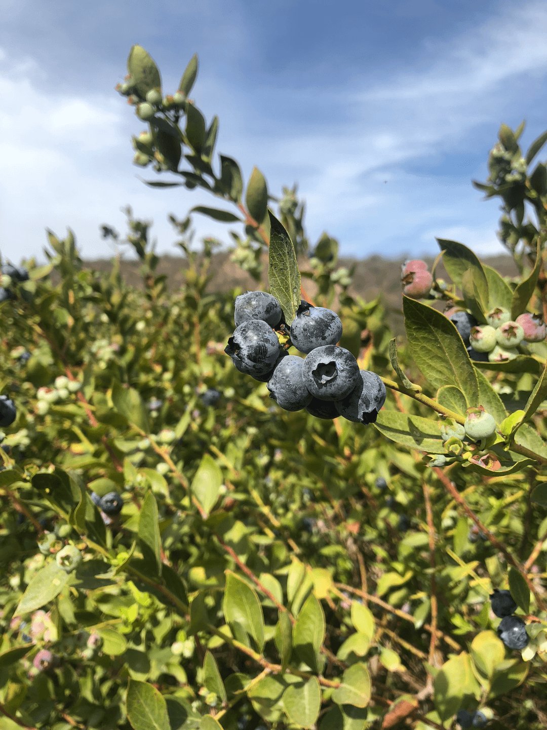 Field team reviewing tasting data