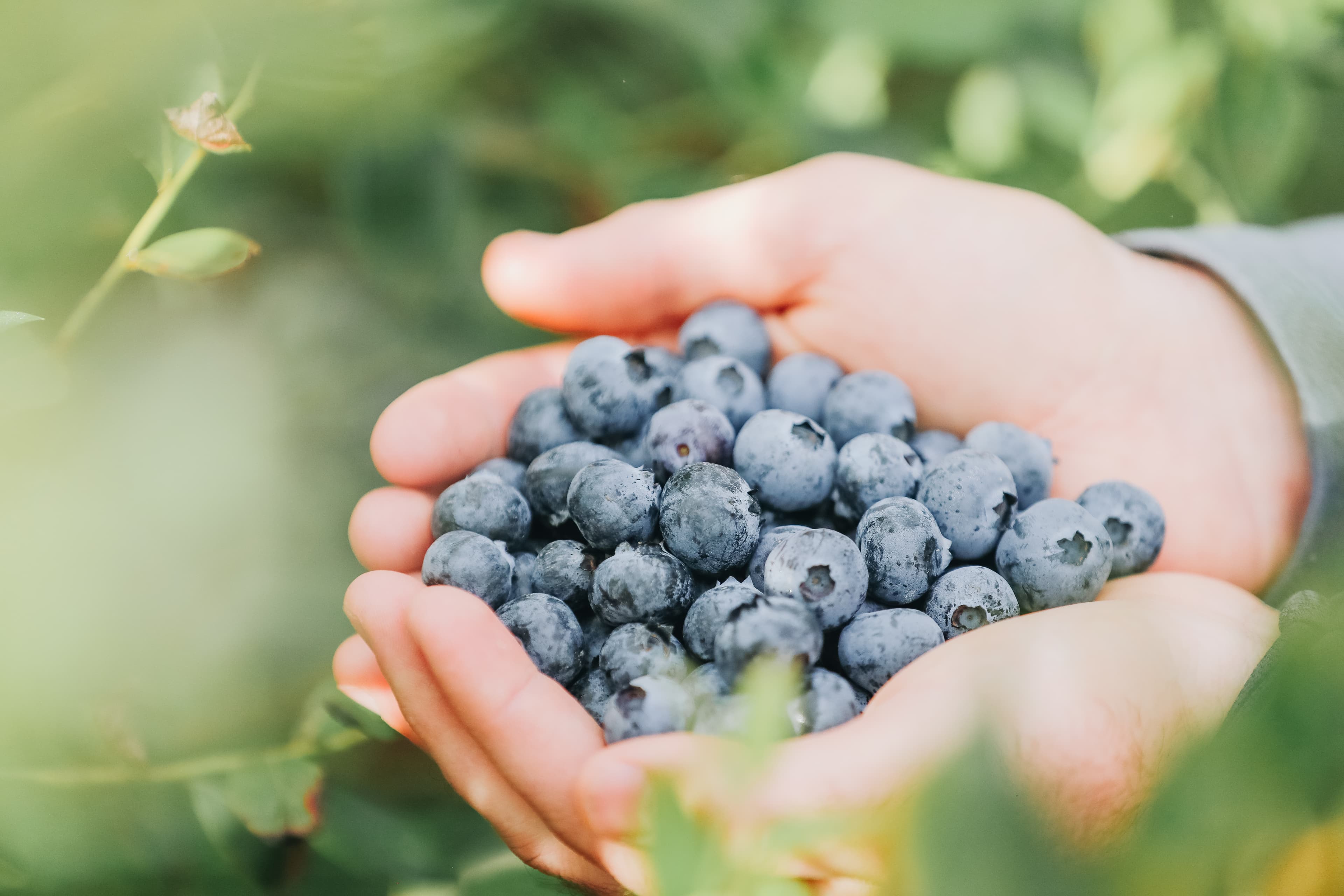 A close-up cluster of fresh blueberries