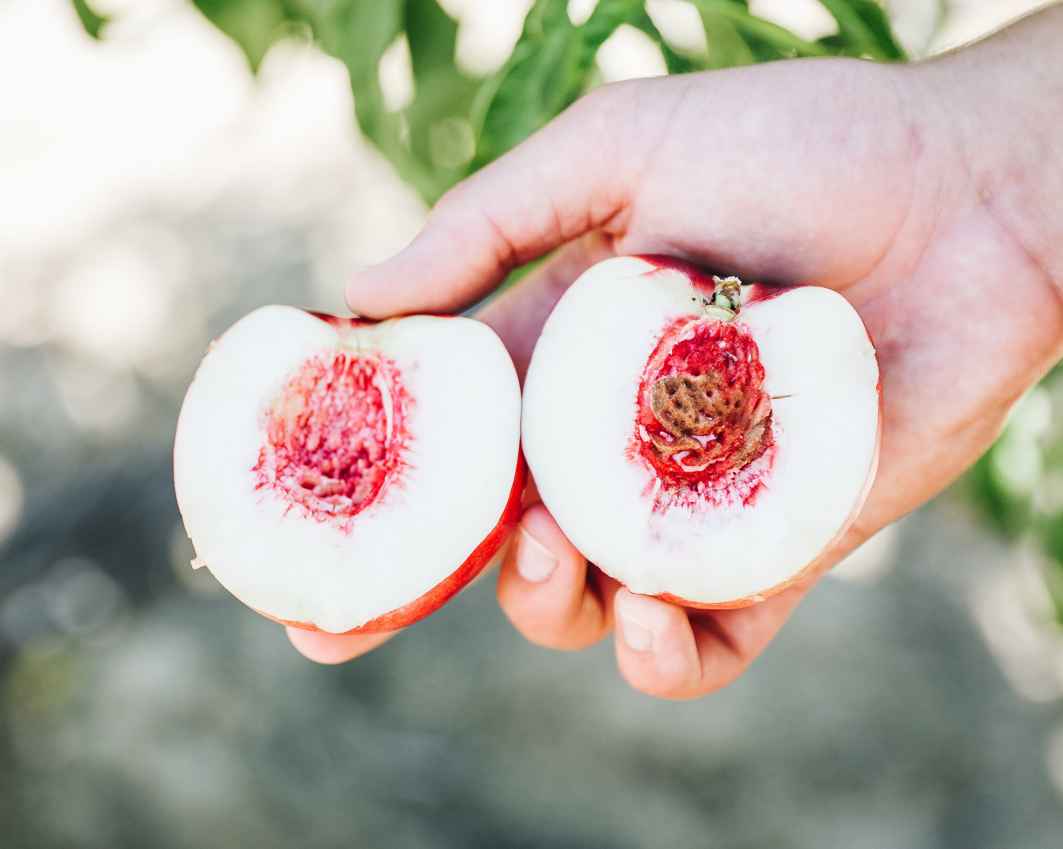 Nectarines hanging on a tree in the orchard