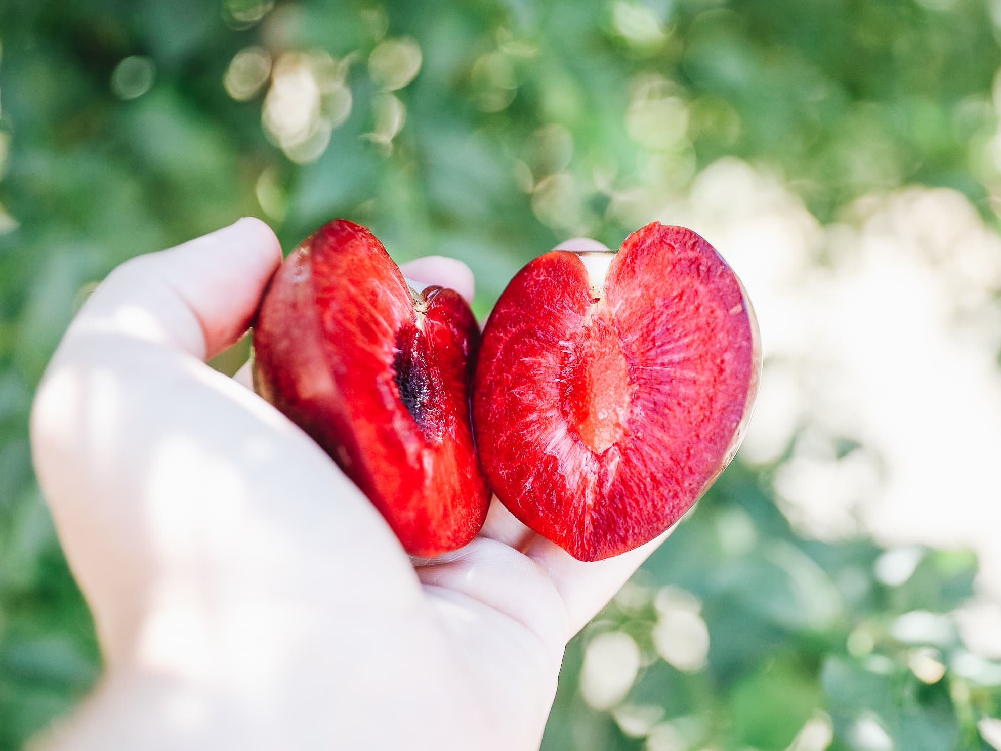 Plumcots growing in natural light